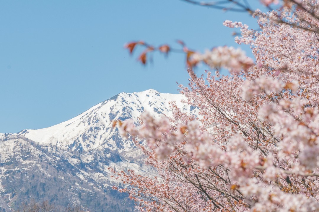 富良野の春